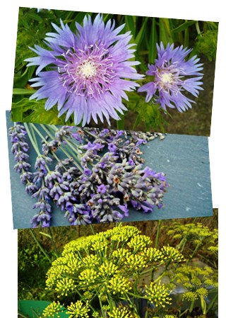 bild-kaeuter-kraeuterbiene