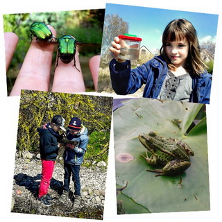 bild-umweltbildung-kraeuterbiene